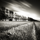 Arbres